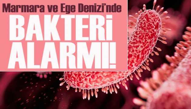 Marmara ve Ege Denizi'nde 'vibrio' bakterisi alarmı