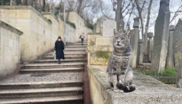 Sokaklarda yaşayan dostlar: İstanbul'un Kedileri
