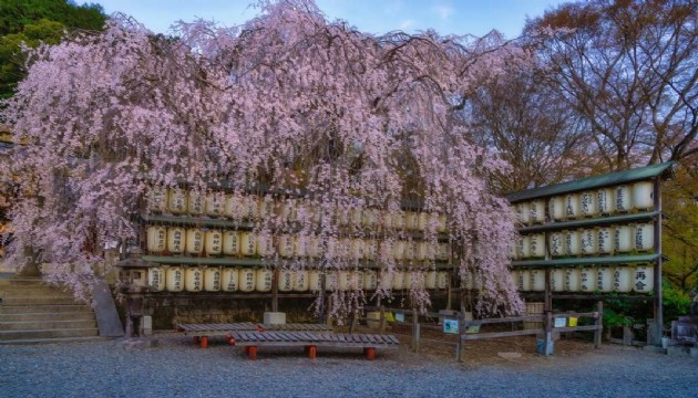 Japonya’da Sakura mevsimi başladı