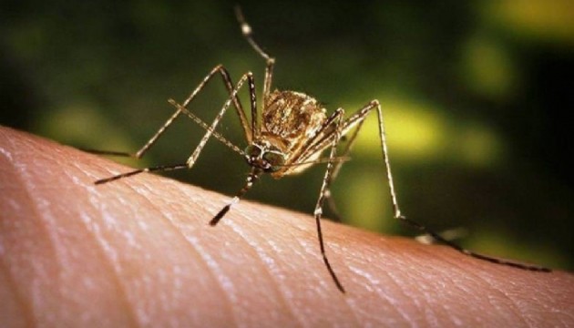 Çin'de Chikungunya salgını: Acil durum ilan edildi!