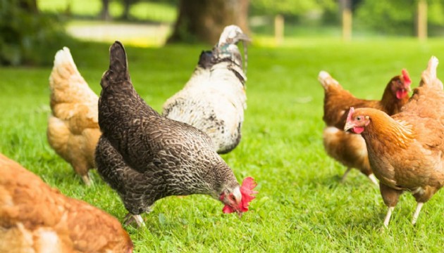 Japonya’da kuş gribi paniği