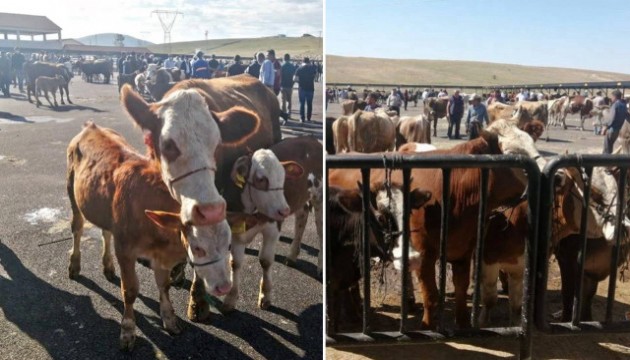 O kentimizde şap hastalığı paniği!