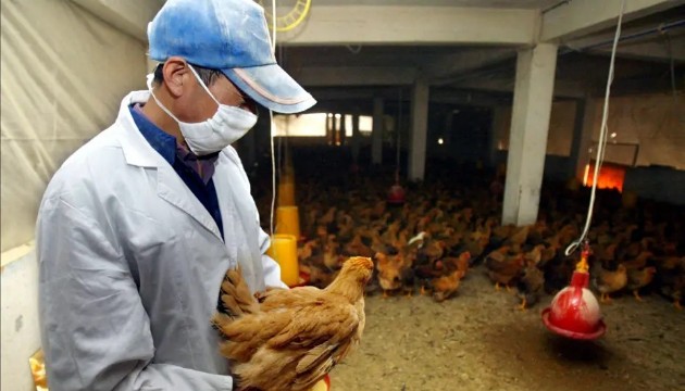 Kuş gribi Covid-19'dan daha tehlikeli olabilir!