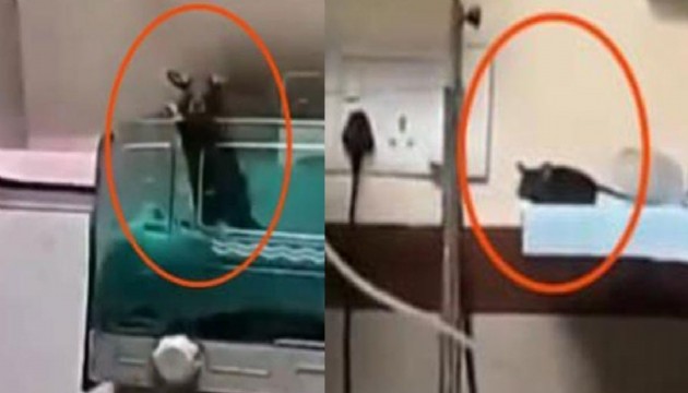 Fare ısırıklarıyla iki bebek hayatını kaybetti