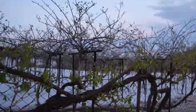 Dolu yağışı Mersinli üreticiye darbe vurdu