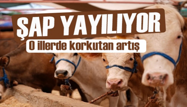 Kars ve Ardahan’da artan şap hastalığı vatandaşı tedirgin ediyor!