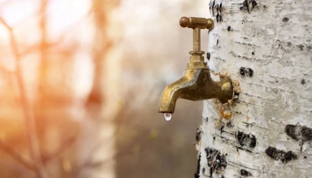 Gövdesine takılan muslukla yılda sadece 2 defa hasat yapılıyor: Şifa olmadığı hastalık yok