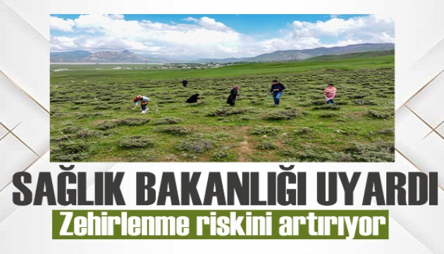 Kontrolsüz toplanan bitkiler ve sağlıksız toplu yemekler zehirlenme riskini artırıyor