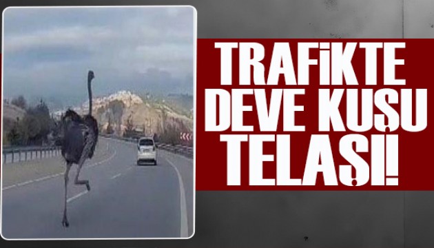 Diyarbakır’da trafikte deve kuşu telaşı!
