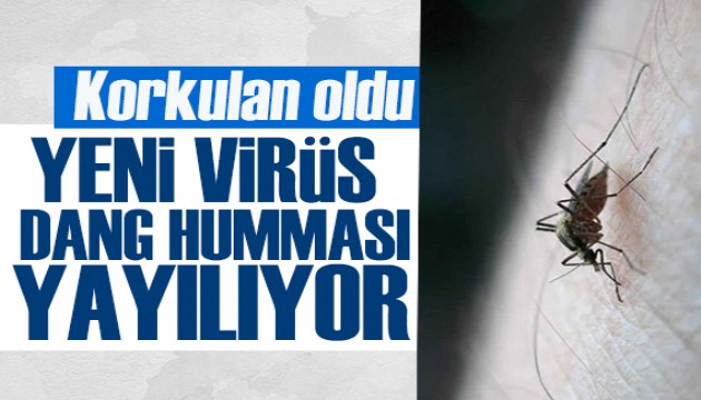 Dang humması yayılıyor: Türkiye de risk altında!