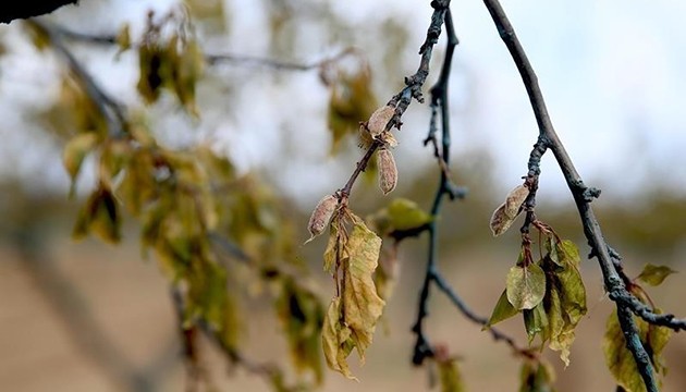 Çiftçilere zirai don desteği