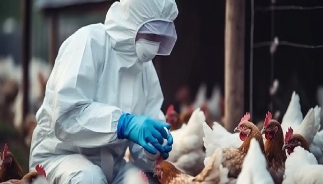 H5N5 kuş gribi nedeniyle ilk insan ölümü