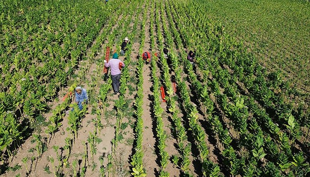Bafra Ovası'nda tütün hasadı sürüyor