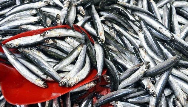 Hamsinin kilogramı 200 TL oldu