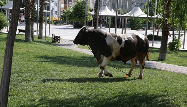 Kaçan boğalar zor anlar yaşattı