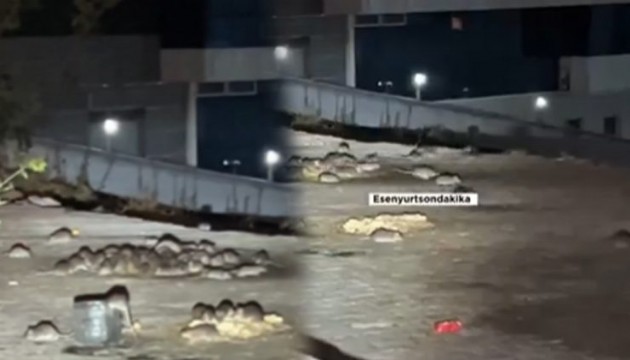 İstanbul Esenyurt'ta bir mahalleyi fareler bastı!