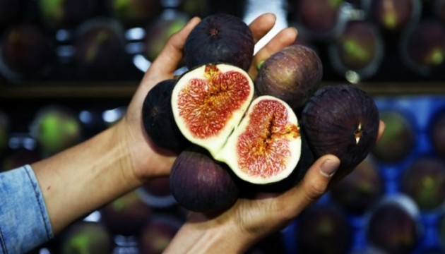 Kraliçe İnciri'nde hasat başladı