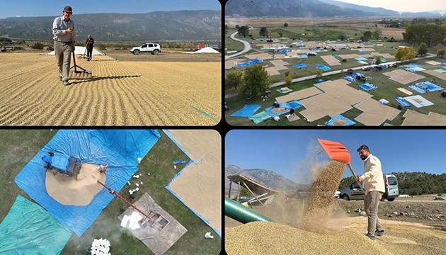 Çeltikte geleneksel yöntem