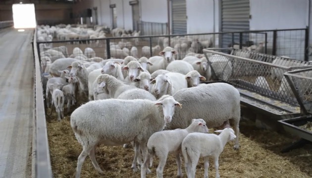 5 binden fazla küçükbaş satılacak