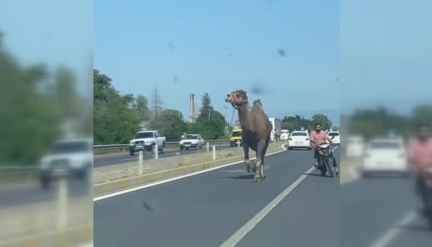 Kara yolunda deve paniği