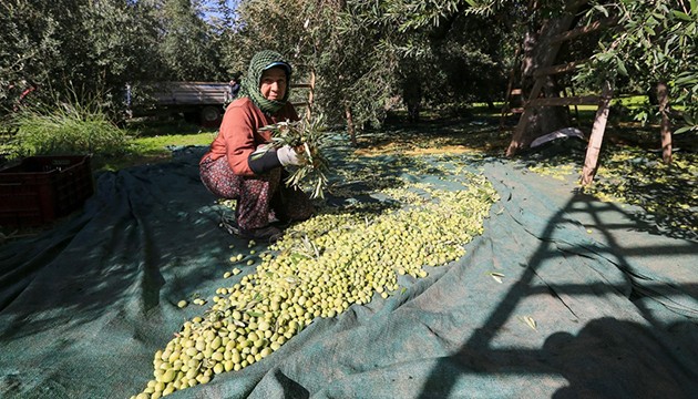 Zeytin, 'yok yılı'nda sevindirdi