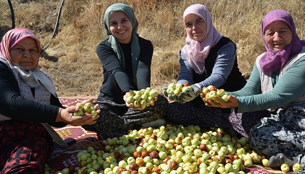 Hünnap mesaisi başladı