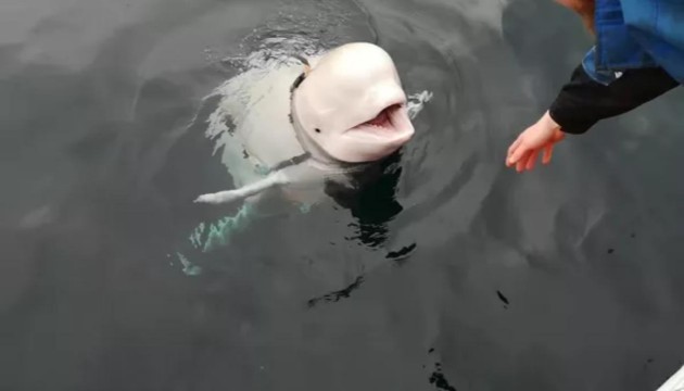 Balinalarda ölümcül virüs tespit edildi