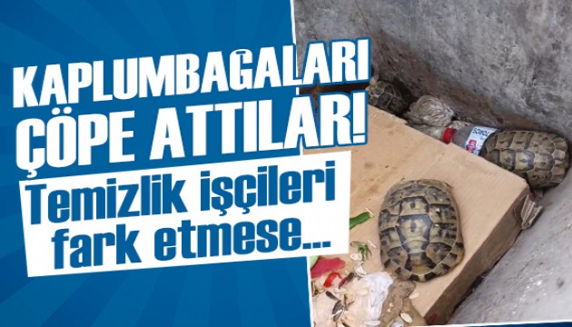 Bu nasıl vicdansızlıktır! Çöpe atılan kaplumbağaların hayatını temizlik ekibi kurtardı
