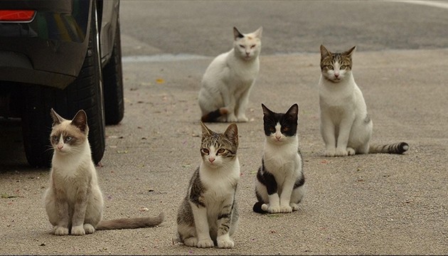 Sokak kedilerinin sayısı 1 milyonu aştı