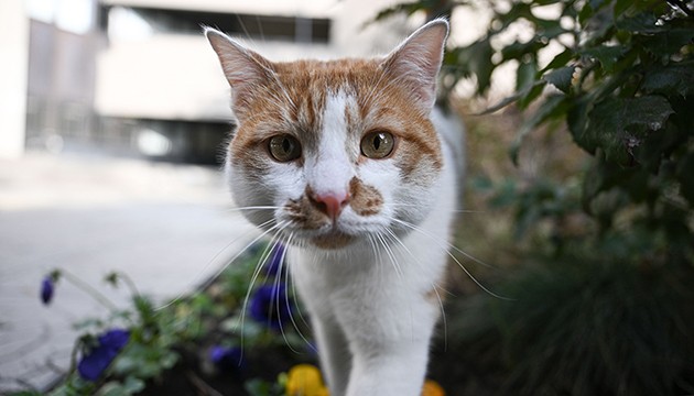 Kedilerin iletişimi sahibinin cinsiyetine göre değişiyor