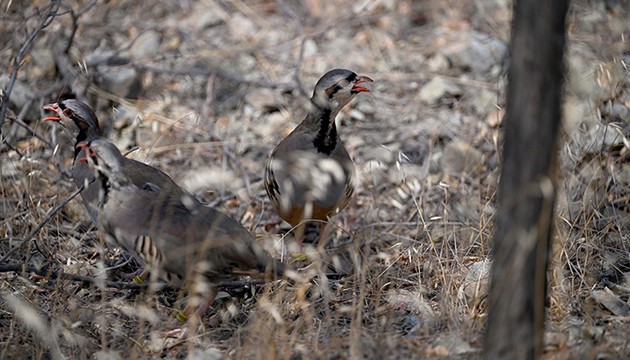 Doğada kene mücadelesi sürüyor