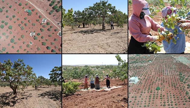 Boz Antep fıstığında üreticinin yüzü güldü