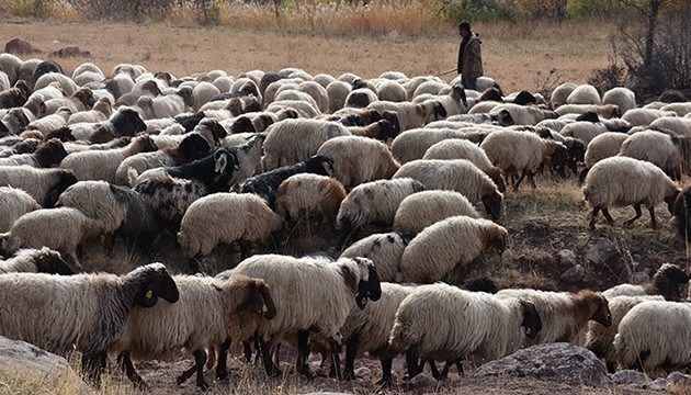 Göçerlerin yolculuğu sürüyor