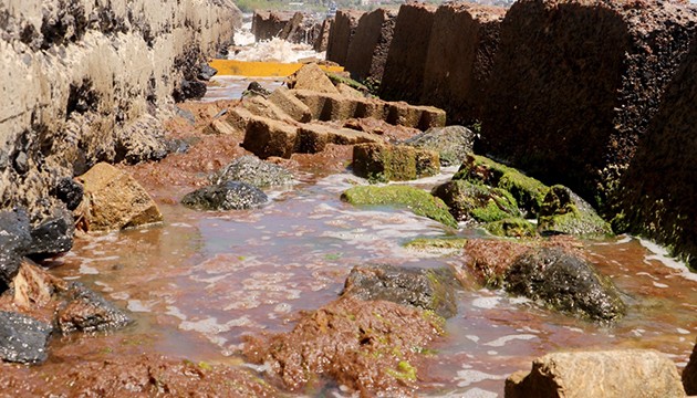 Sahil kırmızı yosunla kaplandı