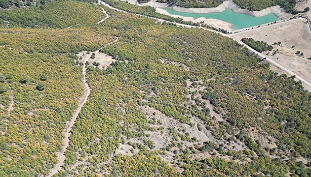 Ormanlarda sonbahar renkleri