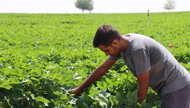 Sıcak havalar pamuğa yaradı