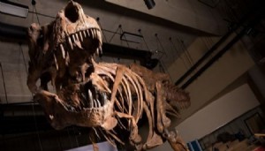 Yeni bir dinozor türü bulundu