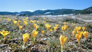 Çiğdemler çiçek açtı
