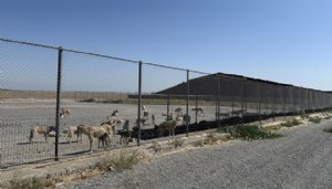 Sahipsiz hayvanlar için adım