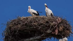 Yaren leylek eşi Nazlı ile buluştu