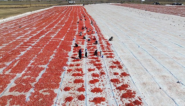 Kuraklık domatesi vurdu