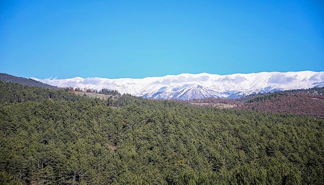 Bal ormanı arıcıları bekliyor
