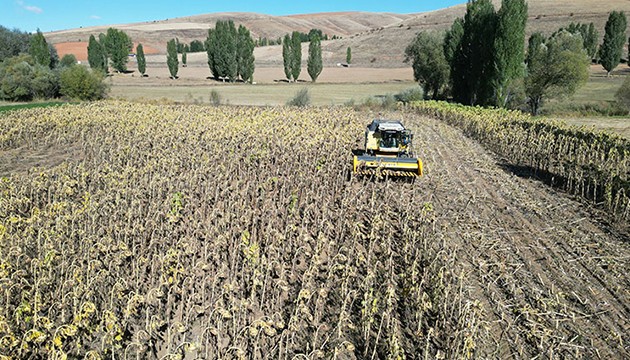 Çerezlik ayçiçeği üreticiyi güldürdü