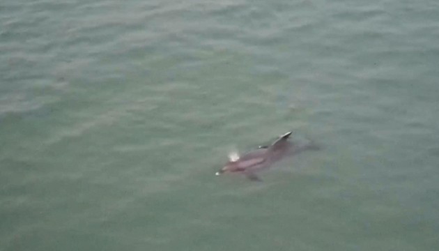 Karadeniz'deki yunus dronla görüntülendi