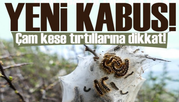 İstanbul'daki çam kese tırtılları için uzmanından 'alerjen' uyarısı