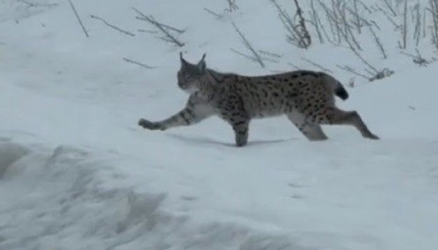 Nesli tükenme tehlikesi altında olan ’ormanın hayaleti vaşak' görüntülendi