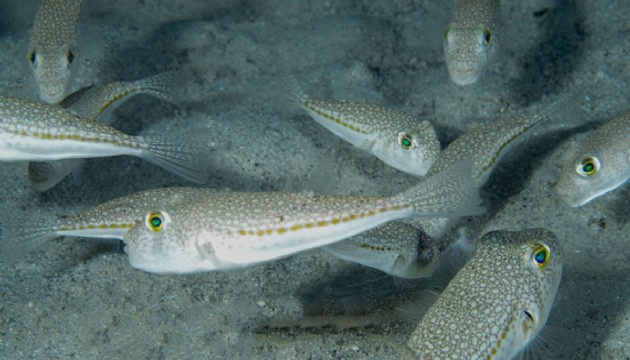 Doğayı tehdit eden türlere karşı yeni dönem başlıyor
