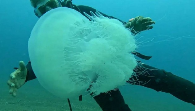Antalya’da dev denizanaları ortaya çıktı