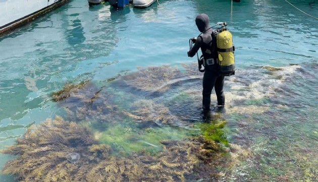 Midye toplamak için daldı: Denizde kayboldu! 12 saattir aranıyor