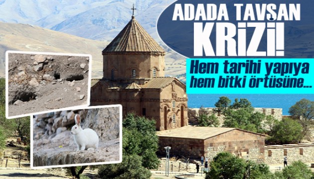 Akdamar Adası'nda tavşan krizi! 'Bitki örtüsünü yok ediyorlar'
